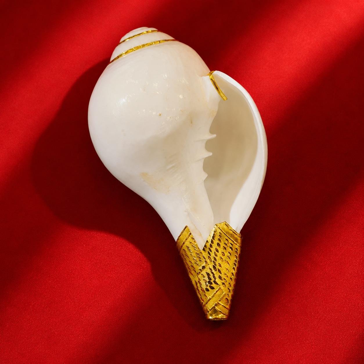 Premium Exclusive Sri Lankan Badho Shankha -#54 - Image 2